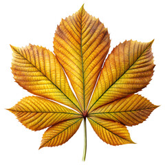 Chestnut Leaf Detailed but No Shading isolated on transparent background