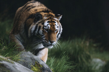 Obraz premium a tiger walking across a lush green field