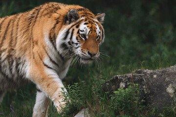 Naklejka premium a tiger walking through a lush green forest