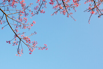 Beautiful blooming pink wild Himalayan Cherry flowers branch with blue sky in natural sunlight of sunny day on summer vibes. Copy space