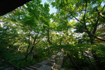 Fototapete bei efototapeten.de bestellen   