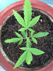 young green marijuana