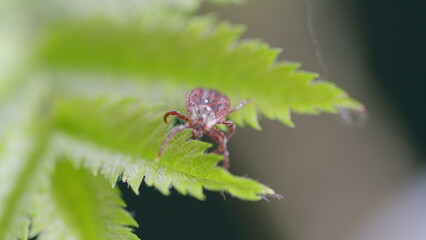 An Extremely Detailed CloseUp and Inspection of a Tick Found on a Leaf in Its Natural Habitat