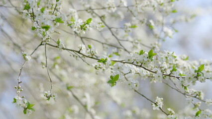 Witness the Beautiful Spring Blossoms on Branches Captured in Soft, Dreamy Focus