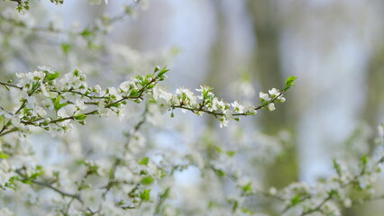Delicate White Blossoms Gracefully Unfold in the Beautiful and Refreshing Bloom of Springtime