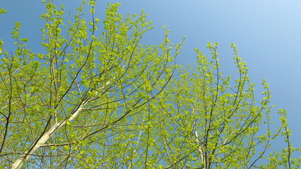 A Lush and Vibrant Green Tree Canopy Spread Expansively Under a Clear and Bright Blue Sky