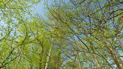 Beneath the Lush, Vibrant Green Canopy Soaring High Up Towards the Endless Sky Above
