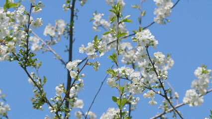 Blossoming White Flowers Gracefully Emerged Against a Beautifully Clear Blue Sky Above