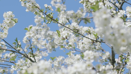 The Beautiful Blooming Cherry Blossom Branches Stand Out Against the Clear Blue Sky