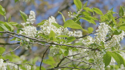 The Beautiful Blooming White Flowers in the Springtime Create a Vibrant Atmosphere