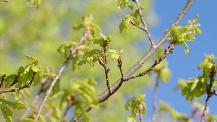 Lush Fresh Green Leaves on Branches Beautifully Displayed Against a Clear Blue Sky