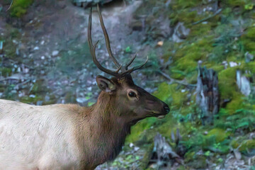 Fototapeta premium An elk in Canada