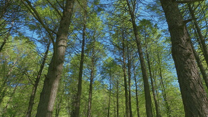 A Serene Forest Canopy, Full of Lush Greenery, Under a Bright and Clear Sky Above