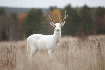 Obraz premium a white deer standing in a field of tall grass