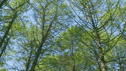 Experience the Serene Canopy of Lush Green Trees Beneath a Clear Blue Sky Above You