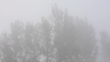 Trees in a thick fog - Powered by Adobe