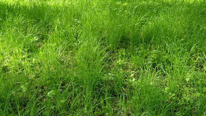 Vibrant Lush Green Grass Bathed in Glorious Sunlight, Creating a Picturesque Scene