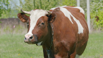 A Brown and White Cow Peacefully Grazing in a Beautiful Green Field Under the Sunlight