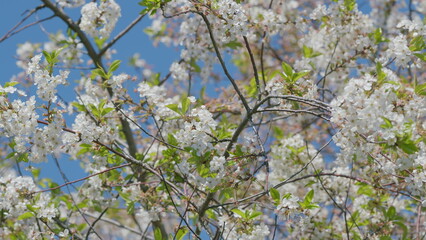 A Beautiful Blooming Tree Covered in Stunning White Flowers Under a Clear Blue Sky