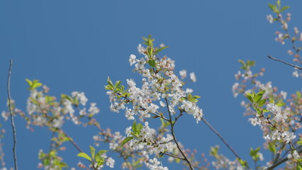 The Beautiful and Colorful Blooming Cherry Blossoms are Framed by a Clear Blue Sky Above