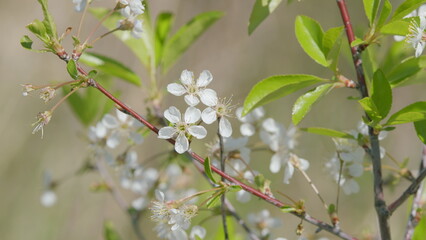 Delicate White Flowers Beautifully Blooming on Branches Adorned with Green Leaves