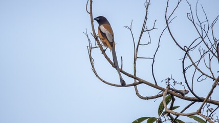 Rufous Treepie on a Branch