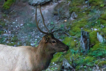 An elk in Canada