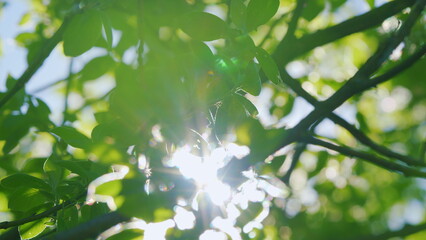 The Sunlight Softly Filtering Through the Bright Green Leaves of Natures Beautiful Landscape