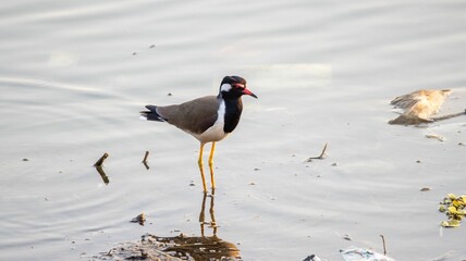 Red-wattled lapwing in shallow water reflection.