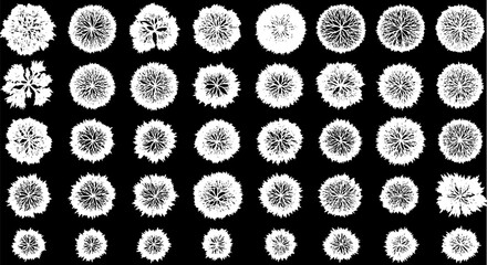 Aerial View Collection of 40 Unique Tree Crowns Black and White Landsc