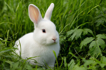 a white rabbit sitting in the grass with its ears open