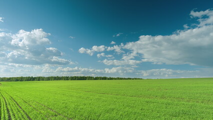 Obraz premium A Vibrant and Lush Green Field Set Against a Clear Blue Sky Adorned with Fluffy White Clouds Time lapse.