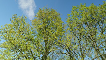 Lush, vibrant green trees beautifully stand tall against a bright, azure blue sky above