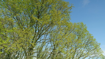 Lush, vibrant green trees thrive splendidly under a clear, bright sky during daylight hours