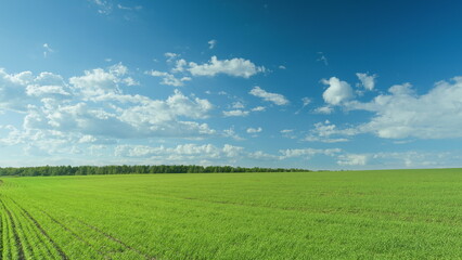Expansive Green Fields Stretching Under a Bright Blue Sky with Fluffy White Clouds Time lapse.