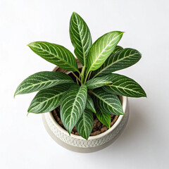 green plant in a pot