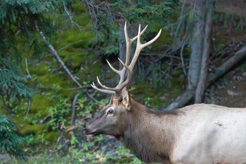 An elk in Canada