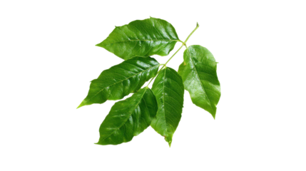 Fresh Green Ash Tree Leaf Branch Isolated on Transparent Background