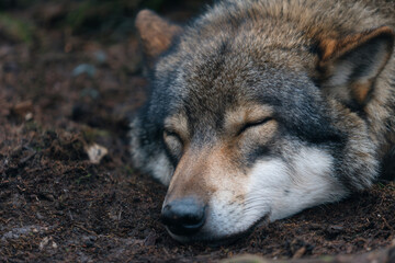 Fototapeta premium a wolf laying down in the dirt