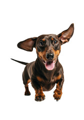 Obraz premium Happy Dachshund Portrait Cute Dog Animal Pet Transparent Background