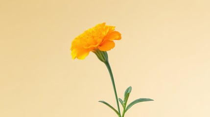 Naklejka premium Vibrant Yellow Marigold: A sunny, cheerful marigold blooms against a soft yellow background, a celebration of nature's beauty. 