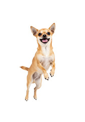 Happy Jumping Chihuahua Dog Isolated Animal Portrait on Transparent