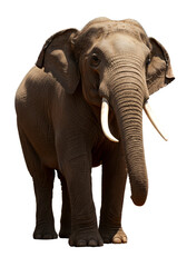 Obraz premium Standing Elephant Isolated Wild Animal African Wildlife Gray PNG