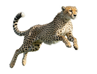 Leaping Cheetah