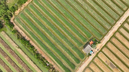 From above, the drone view shows well-maintained rows of crops growing in water, demonstrating the...