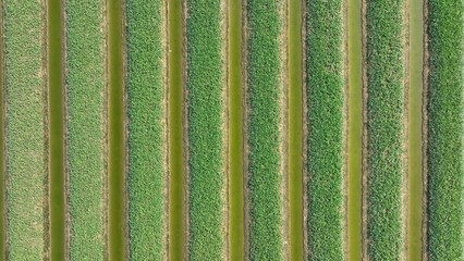 This bird’s-eye perspective reveals the neat rows of growing vegetables in a water-filled...