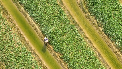 From above, a worker can be seen tending to young plants with care, applying pesticide to safeguard...