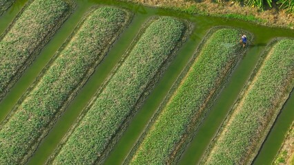 With the help of aerial technology, the image highlights the crucial task of pest management in...