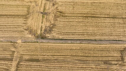 Fototapeta premium The aerial view captures the neat rows of harvested crops, where alternating patches of dried and green growth create a rhythmic pattern, showcasing the precision of modern farming techniques. 