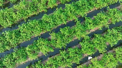 The rows of crops stand out against the water channels, showing the meticulous planning in crop arrangement and irrigation, ensuring optimal growth and productivity.
